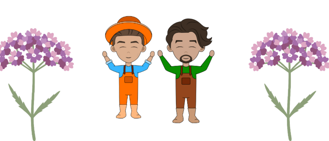 Verbena snoeien: wanneer en hoe?