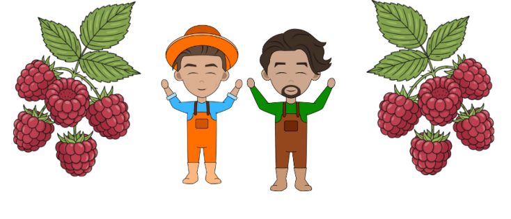 Framboos snoeien: wanneer en hoe?