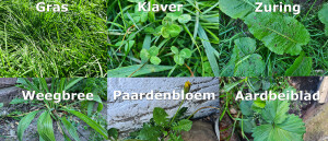 5x super-onkruid uit de tuin