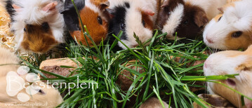 Voordelen van gras voor cavias en konijnen!