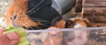 23 juni 2025: cavia-afkoeltips