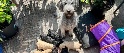 Puppyspam Truffel: bijna 5 weken oud