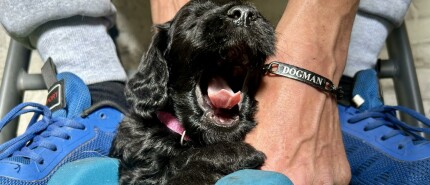 Dog tails: welkom Cheetah!