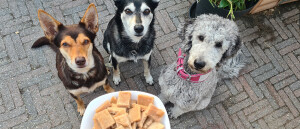 DIY recept: zachte tonijnsnoepjes voor honden