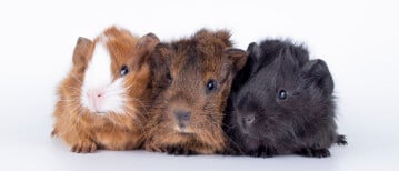 Cavia-combinaties: wat ze je nou samen?