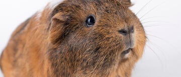 Blaasproblemen bij cavia’s