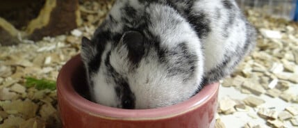 Vraag: Waarom mogen hamsters geen hamsterwatten als ze wel voor ze verkocht worden?