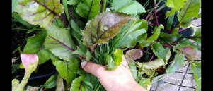 Gras en kruiden plukken in de tuin voor cavias en konijnen