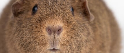 US Teddy Cavia: Vachtverzorging en voeding