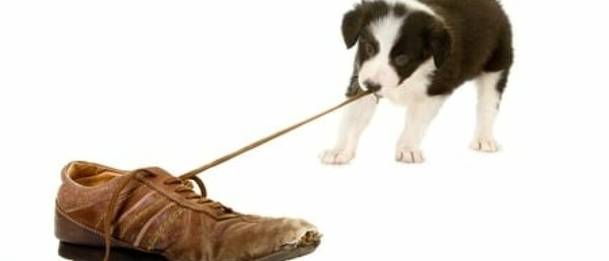 Help, ik heb een pup! Wat je wel en vooral niet moet doen in de eerste weken