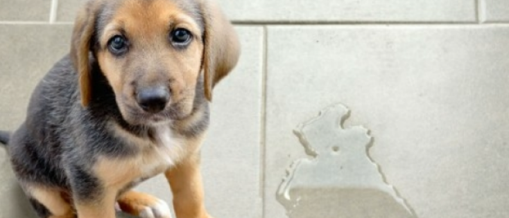 Van slapeloze nachten tot zindelijkheid: zo overleef je de puppystart