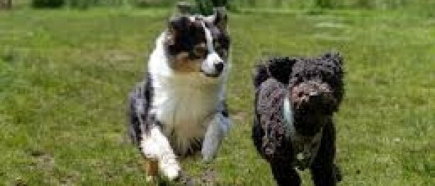 Loslopende honden? Laat mijn pup met rust, dank u!