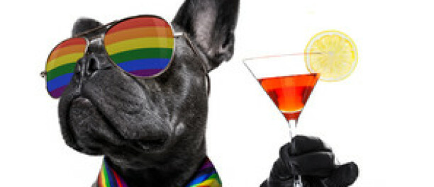 Op vakantie met je hond – wat moet je regelen vóór je vertrekt?