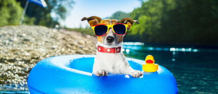 Op vakantie met je hond – waar let je op als je er eenmaal bent?