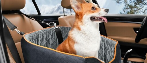 Met de hond in de auto op reis