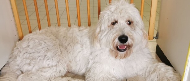 Wat is het nut van een schoolhond?