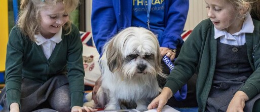 Voor wie is een schoolhond geschikt?