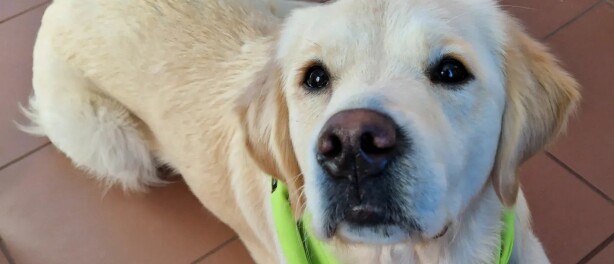 Wat vinden leerlingen eigenlijk van een schoolhond?