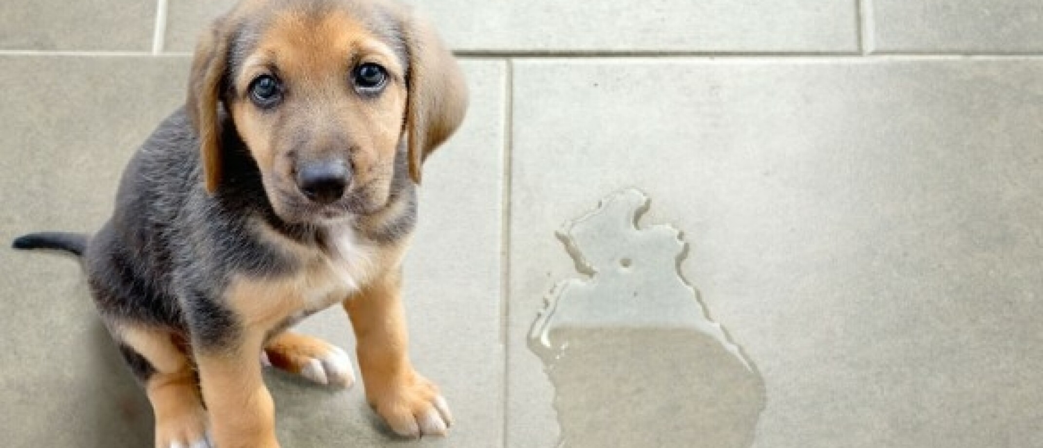 Hond Plast In Huis Als Hij Alleen Is