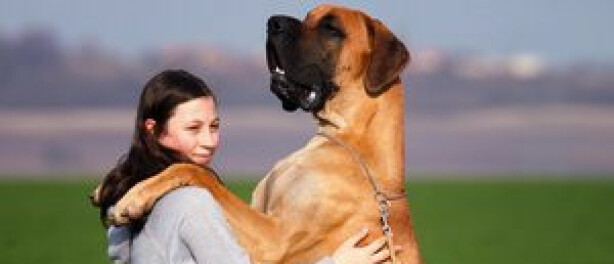 Waarom springt een hond op tegen mensen?
