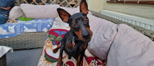 Ucky een dwerg pinscher leerde dat bezoek leuk kan zijn