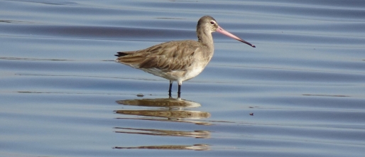 Samen sterk in communicatie: hoe we Vogelbescherming ondersteunen