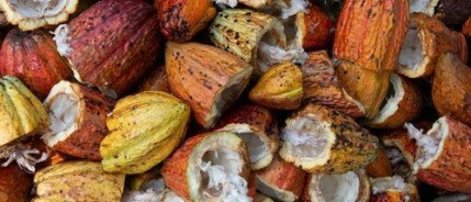 Ceremoniële cacao versus rauwe cacao - en waarom je beter kiest voor de eerste...