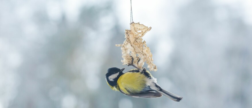 Help vogels de winter door