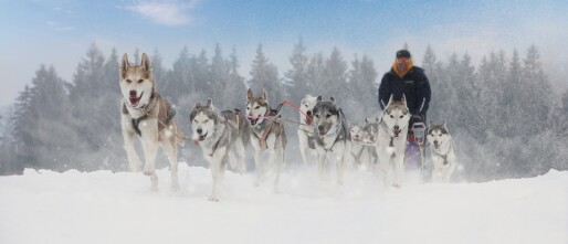 Wintersport in Tsjechië | winteractiviteiten vol adrenaline