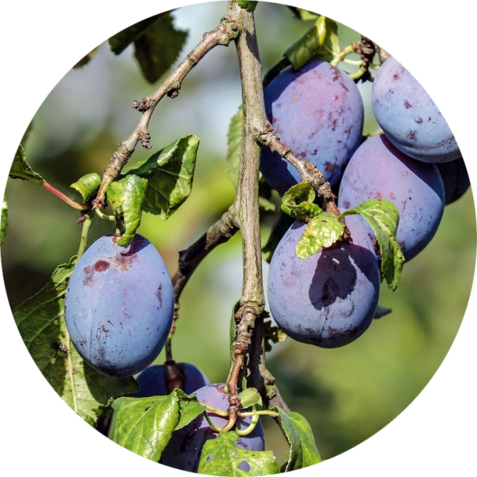 Moravië in Tsjechië