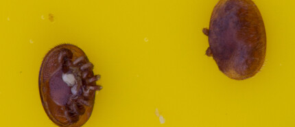 Varroa Management Tool