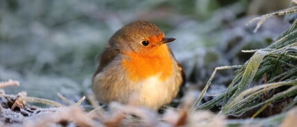 Bestuivingsdiensten: bijen en trekvogels