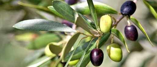 High Phenolic Olive Oil