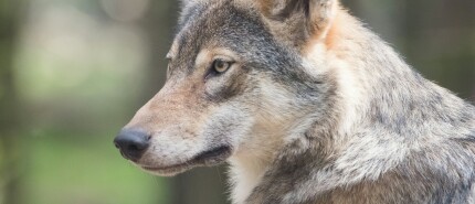 Probleemwolf