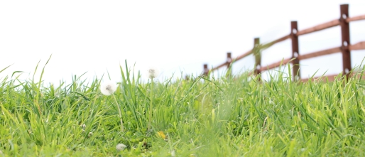 Van het hek naar het weiland