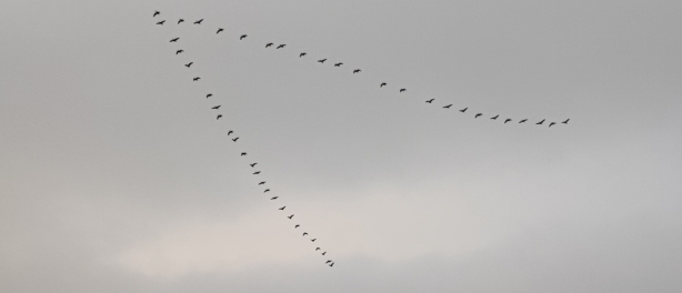 Groepsdynamiek in vogelvlucht