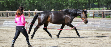 Jong paard leren longeren