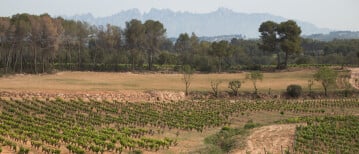 Ontdek de wereld van Cava vlakbij Barcelona