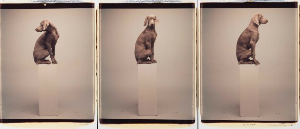 William Wegman