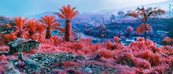 Richard Mosse