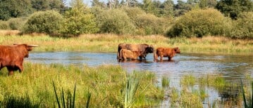 Hoe duurzaam is een carnivoor dieet?