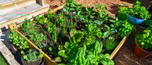 Een eigen moestuin met basisgroentes
