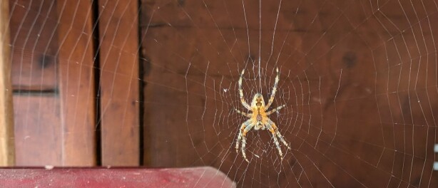 Spinnenwebben verwijderen - Boenklus 5