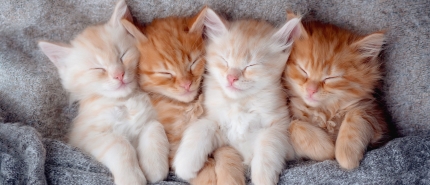 Het Cuteness-effect: Waarom kittens je laten kopen wat je niet van plan was.