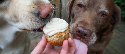 Zelf cupcakes maken voor je hond