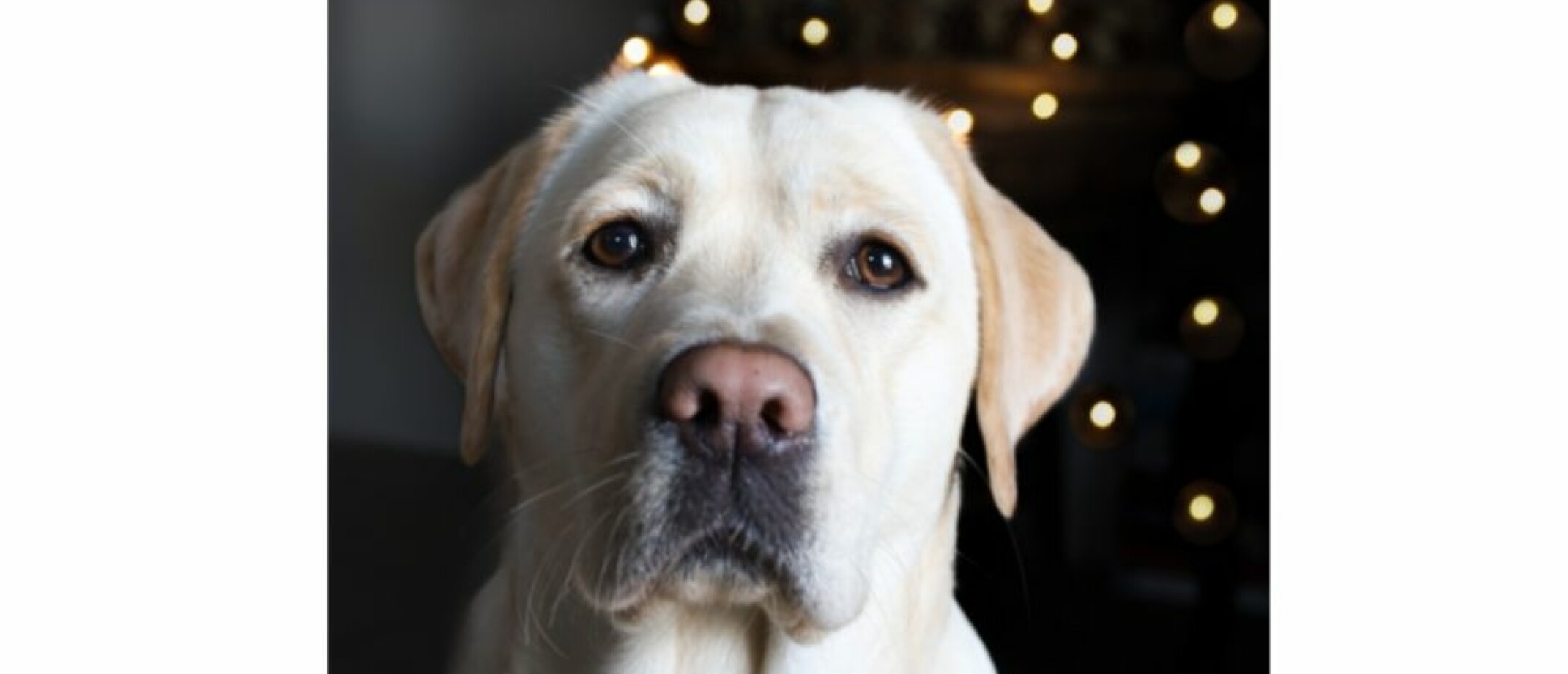 Hoe kan ik mijn hond rustig oud en nieuw laten vieren? Stressvrij