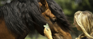 BLOG: maak kennis met guasha therapie voor paarden