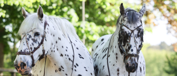 BLOG: Human & Horse Heart Bridle