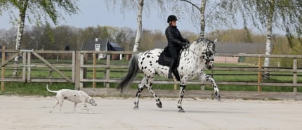 Een kijkje in mijn training met Nevada – Airtime & Flow