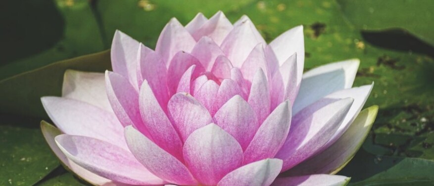 Geboortebloem juli: Ontdek jouw bloem en betekenis